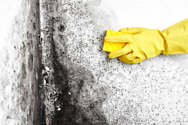 Best Biohazard Mold Removal  in Dekal, IL